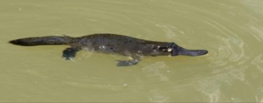 Platypus